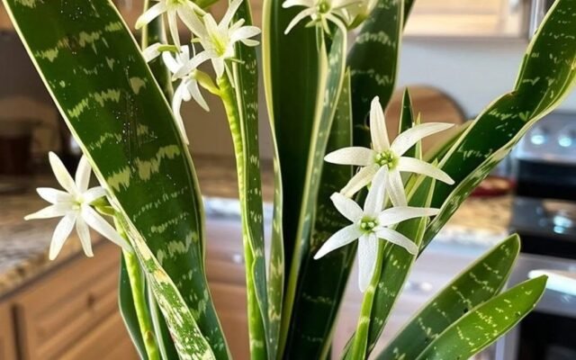 Hvordan få svigermors dag til å blomstre og fylle hele huset med duft